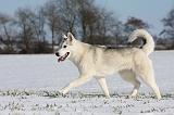 SIBERIAN HUSKY 447